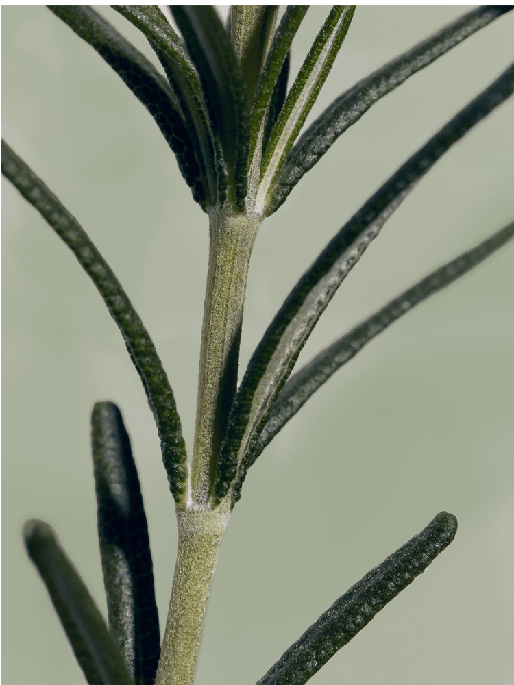 Close-up of rosemary leaves, highlighting the fresh and vibrant green foliage used in AROMATICA Rosemary Root Enhancer.