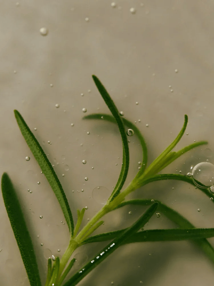 Fresh rosemary leaves surrounded by water droplets, representing AROMATICA Rosemary Scalp Scaling Shampoo ingredients.