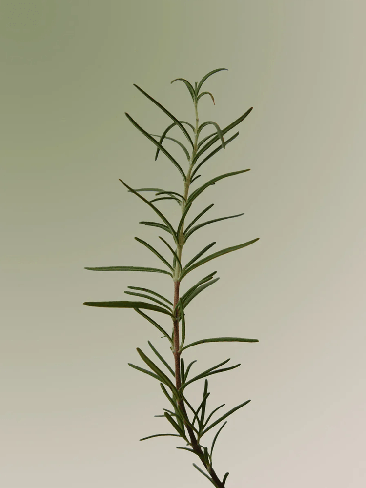 Fresh rosemary plant, an ingredient in AROMATICA Rosemary Scalp Scrub, symbolizing natural scalp care.