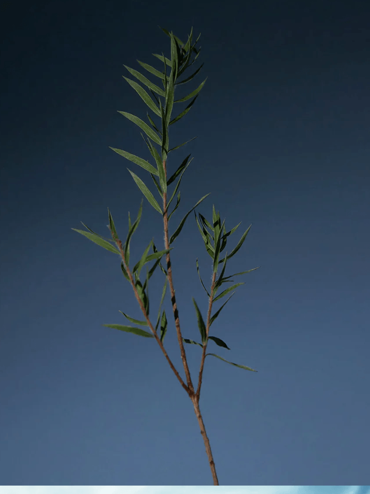 A single branch of tea tree leaves against a dark background, representing natural ingredients in AROMATICA Tea Tree Purifying Shampoo.
