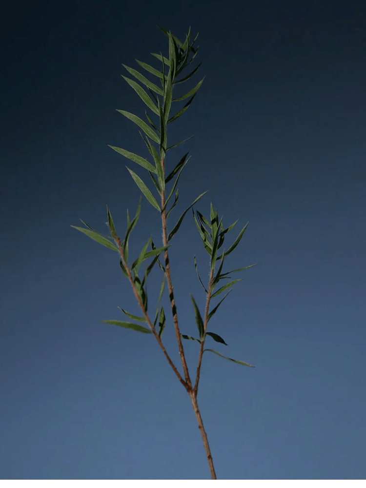 AROMATICA Tea Tree Purifying Tonic 100ml ingredients displayed with fresh green tea tree leaves against a dark background.
