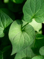 TENZERO Solution Calming Cica Sheet Mask 25ml