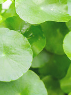 TENZERO Solution Calming Cica Sheet Mask 25ml