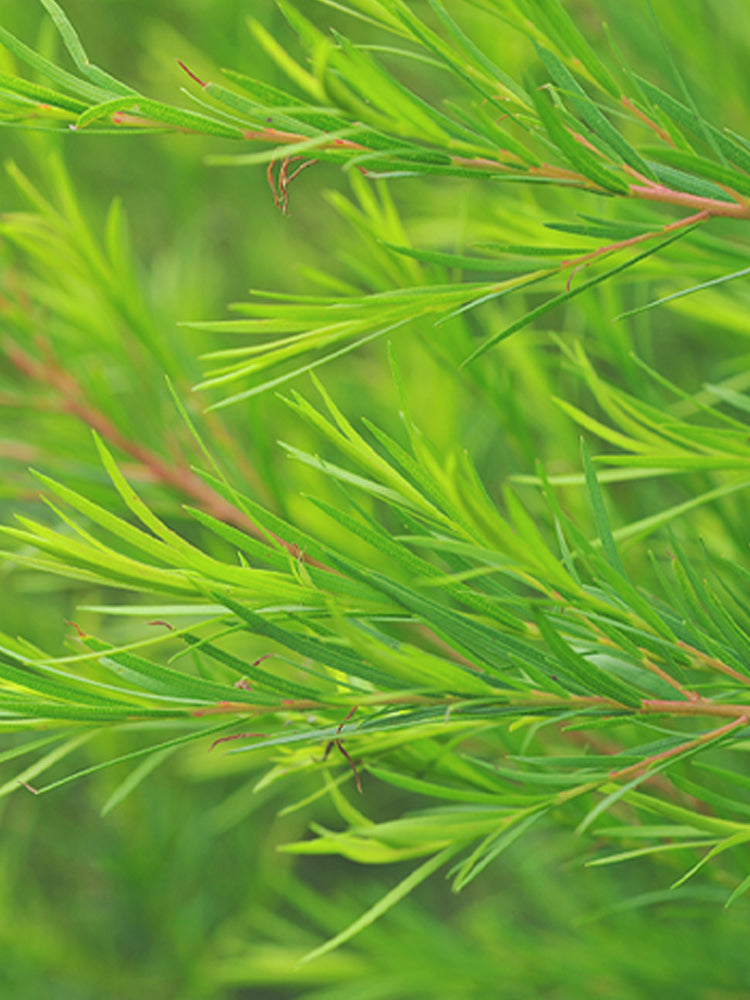 TENZERO Solution Calming Cica Sheet Mask 25ml